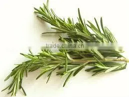 Pure and Natural Rosemary Oil/ essential oil
