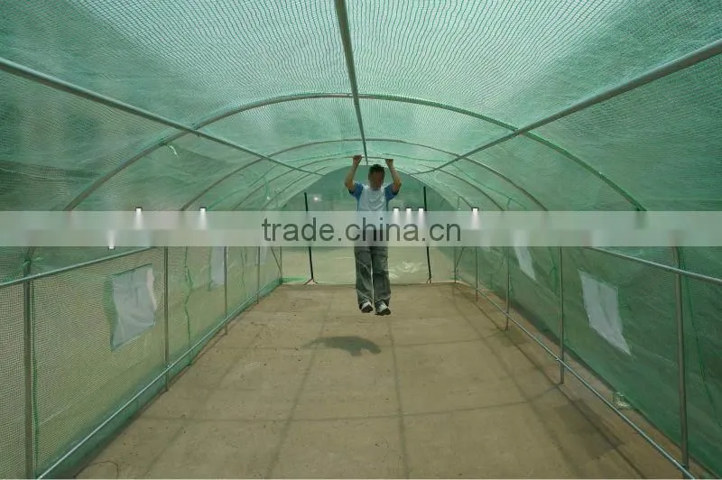 tomato greenhouse