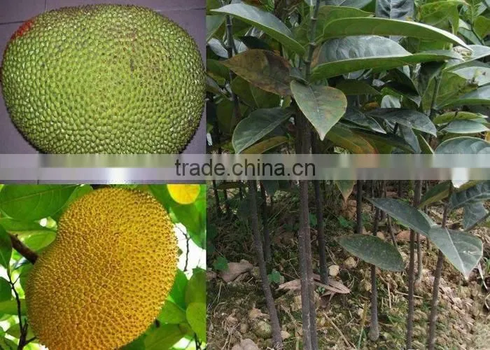 jackfruit trees