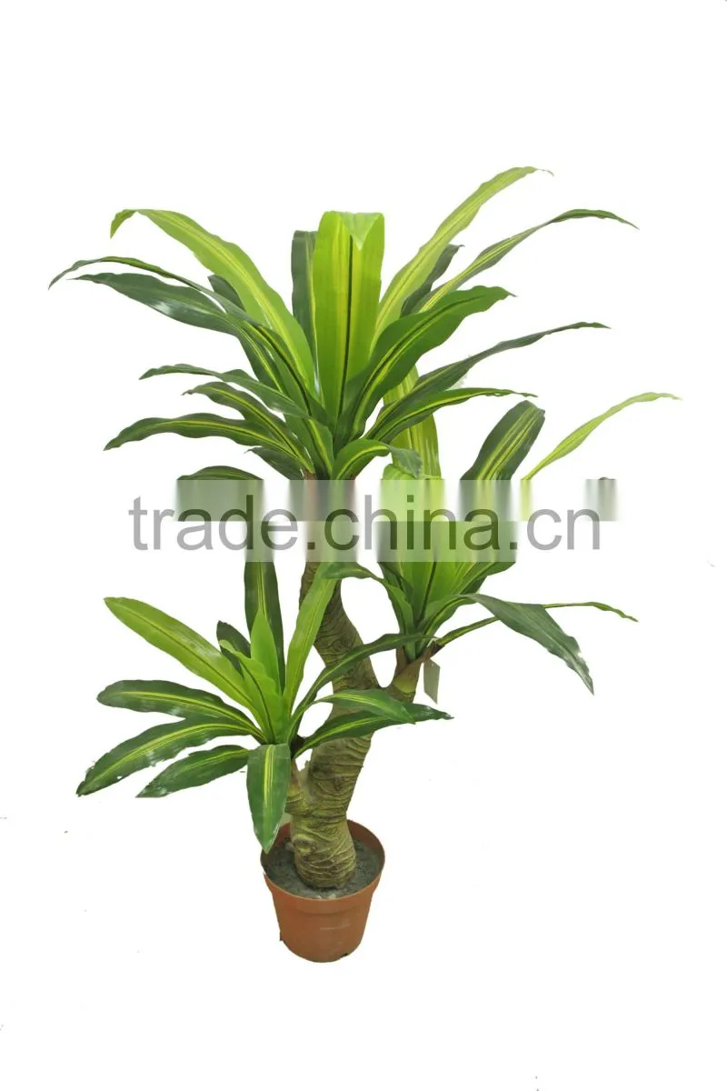 Ornamental Dracaena bonsai plant