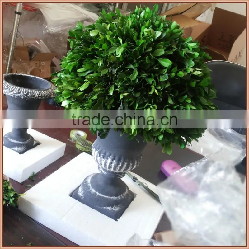 Potted preserved boxwood ball topiary producer