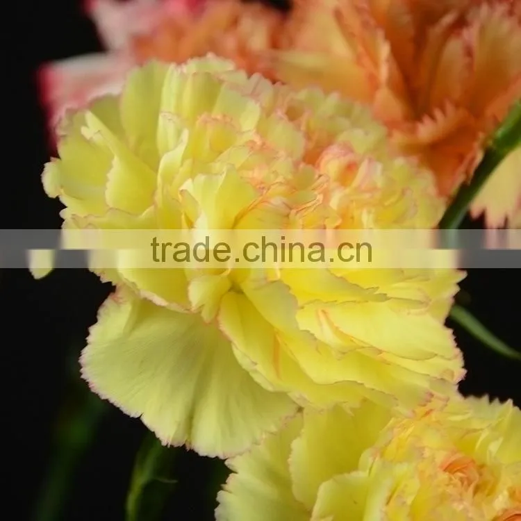 Fashionable Crazy Selling elegant cut carnation flowers