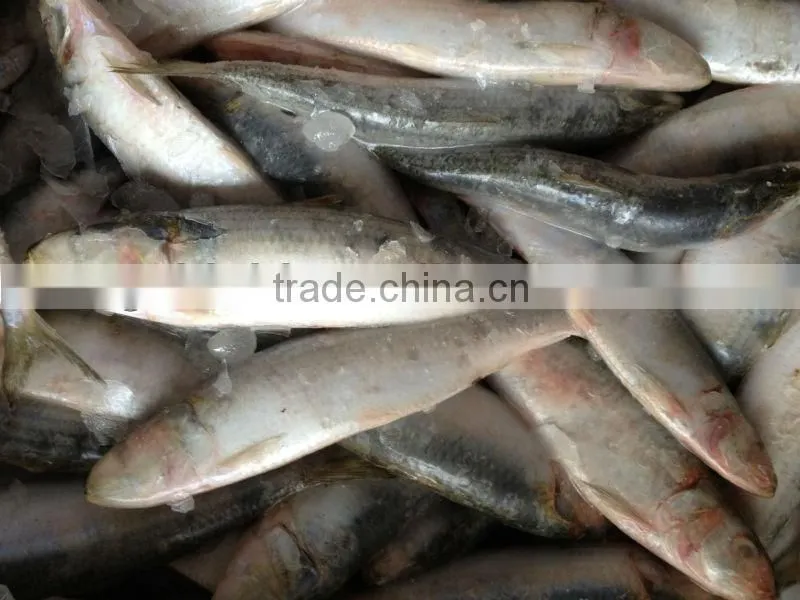 Frozen sardines whole round 20-25pcs/kg for cannery