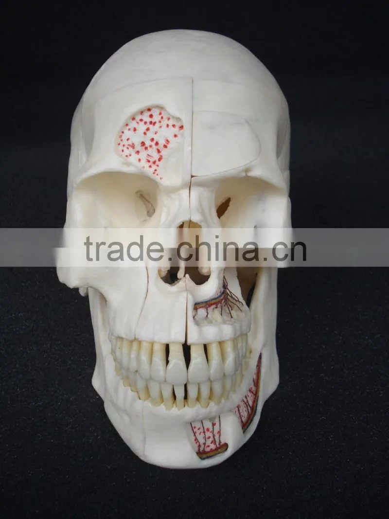 Dental ten section skull model DEA-40