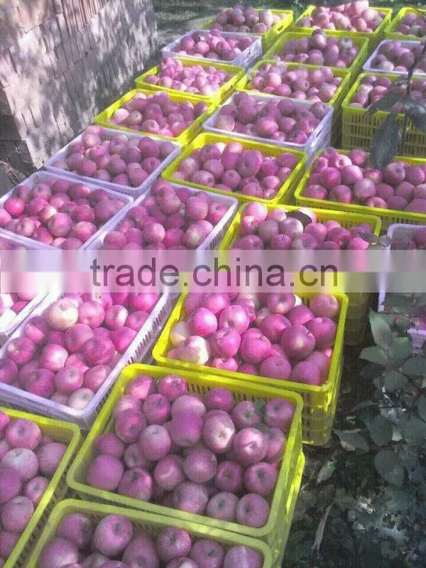 New crop fresh Fuji apple