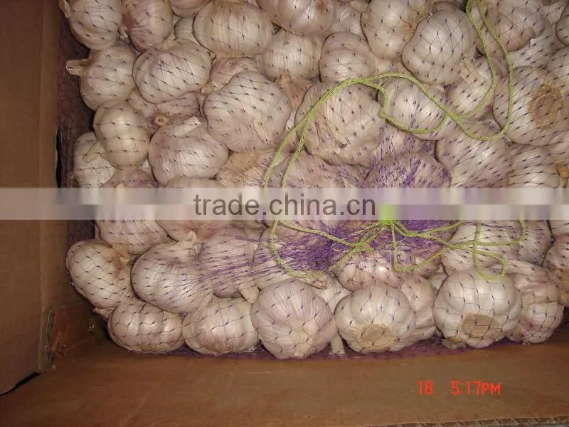 Solo garlic