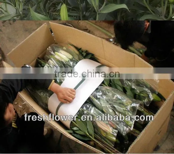 Hot sale fresh cut lily flowers from original flower plants