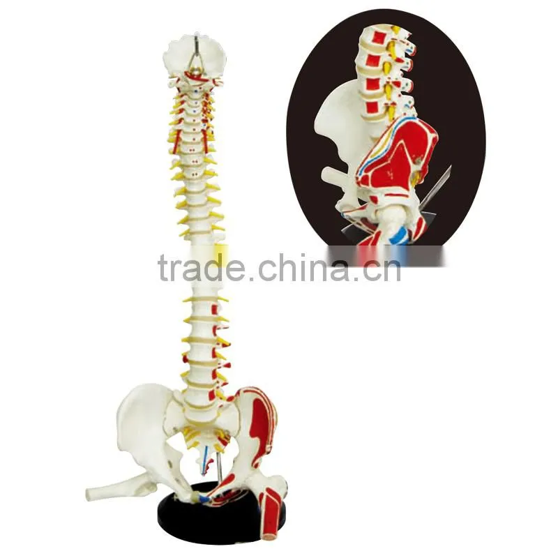 Medical Science Subject and Skeleton Model Type Spine model