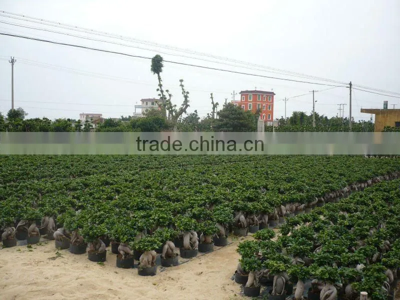 Ficus microcarpa big gingsend
