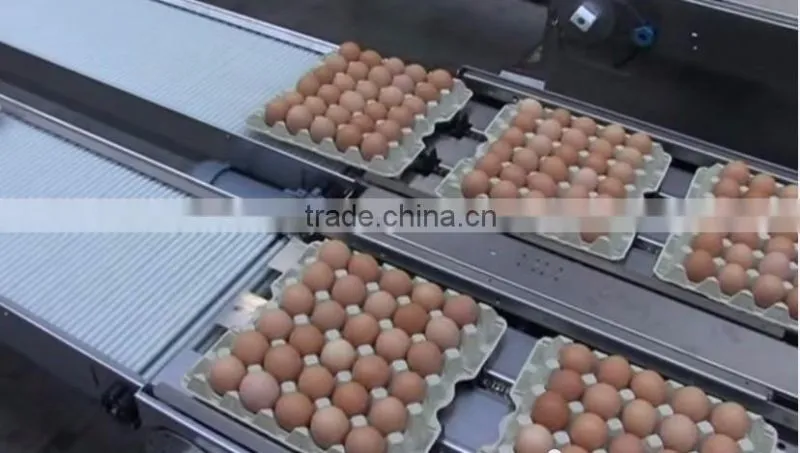 CLEAN FRESH WHITE AND BROWN EGGS FOR SALE BRAZIL ORIGIN