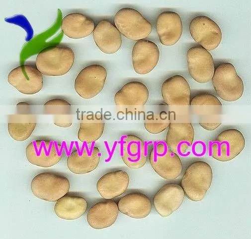 Dried Fava/ Faba Beans/ Broad Beans