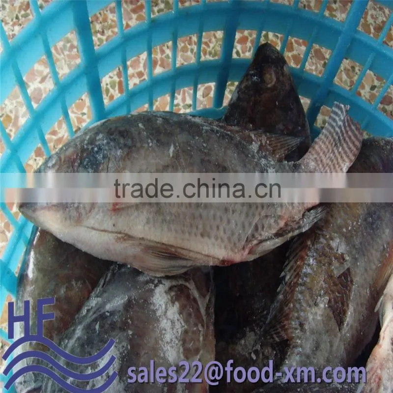 Frozen Gutted Scaled Tilapia Fish whole round