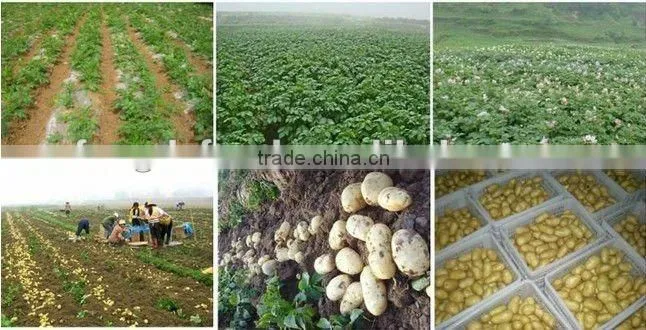 2015 New crop fresh potato/holland potatoes