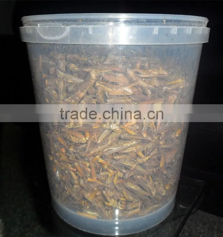 Pet Food Supplies Frozen Dried Grasshopper
