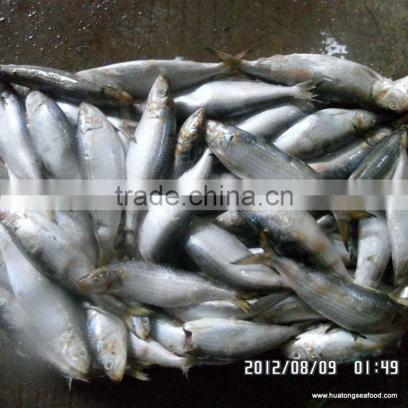 80-120g Frozen sardine