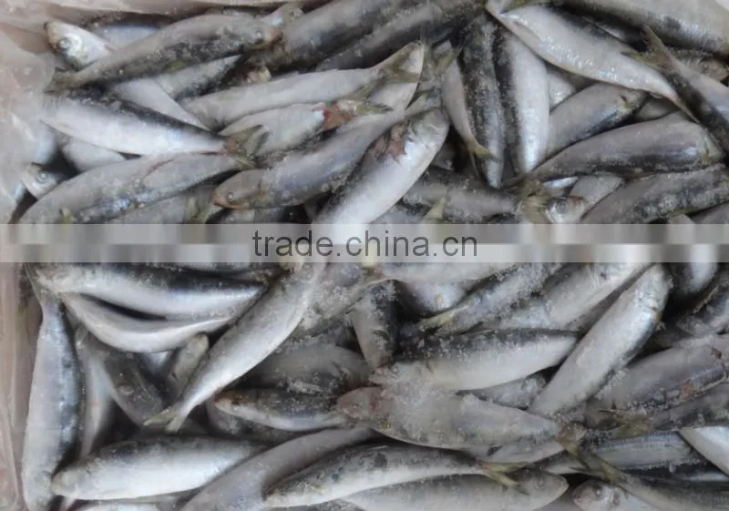 wholesale frozen sardine on sale