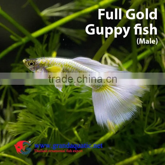 Guppy fish farm for sale/ aquarium fish
