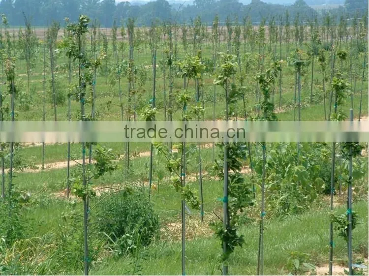 long Life Fiberglass Nursery Stakes