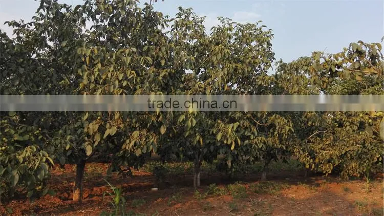 organic walnuts in shell, best price