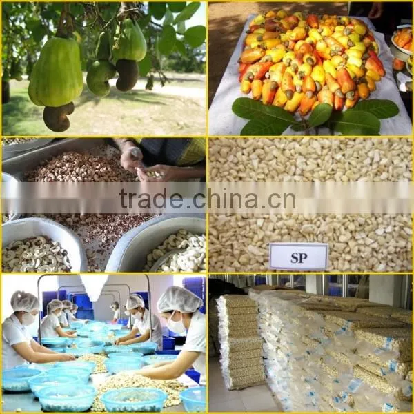 Vietnam nutritious cashew nuts for exporting