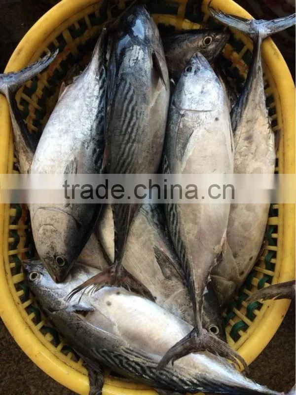 750g+ Frozen Whole Bonito newly caught in China