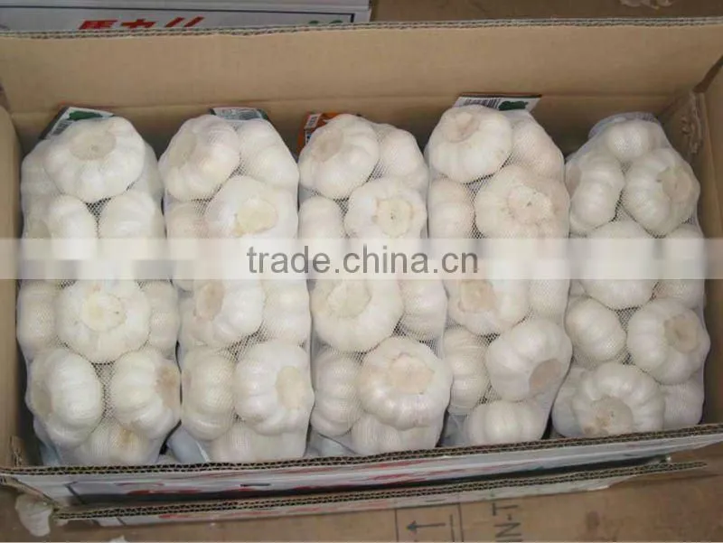 High quality Chinese garlic 2012 crop