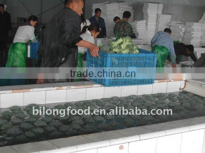 chinese fresh broccoli (11-13cm ) from new farm