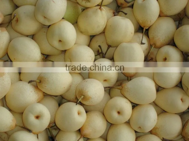 Fresh Shandong Pear 60-70-80 in 15kg Carton
