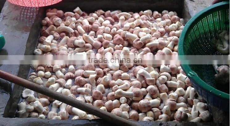 Organic Dried Agaricus Blazei, Best Quality Agaricus Blazei