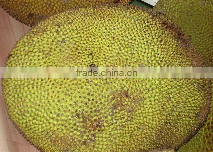 jackfruit trees