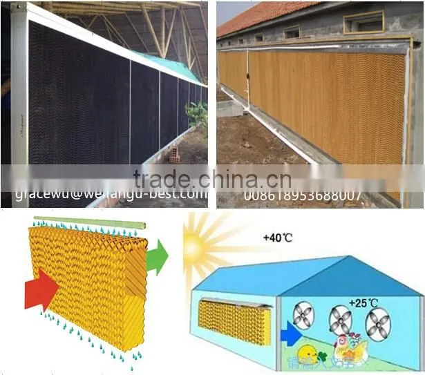 Breeder automatic feeding system