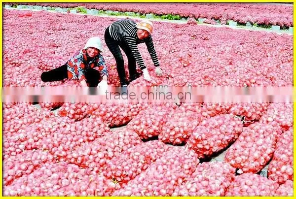 Hot selling garlic harvester/garlic harvesting machine(SMS:0086-15837162163)
