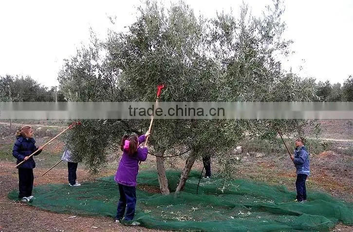 olive harvest machine