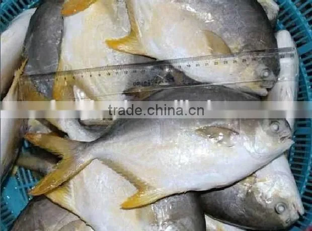 Frozen Golden Pomfret Fish