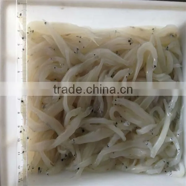 silver fish and frozen with fish