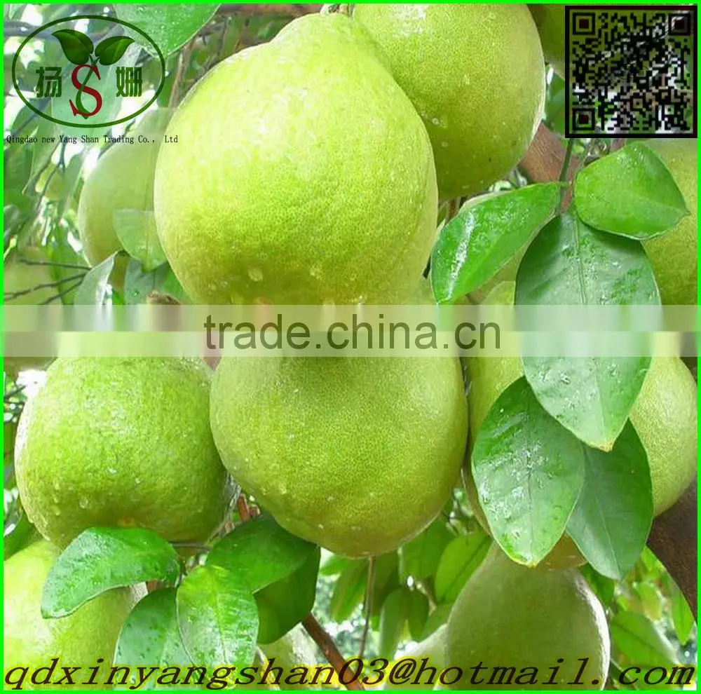 Pomelo / yellow Pomelo /green Pomelo
