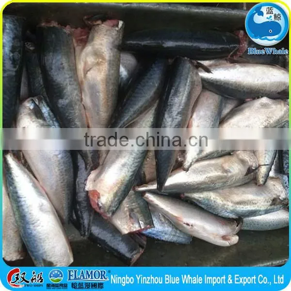 frozen pacific mackerel HGT
