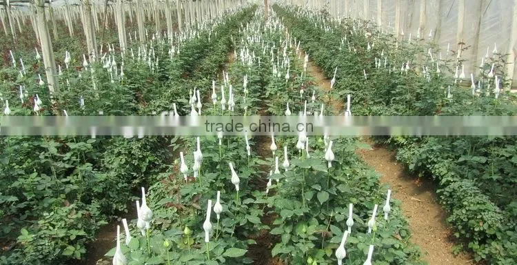 Pure and mild flavor best selling beautiful myosotis fresh flower for decoration