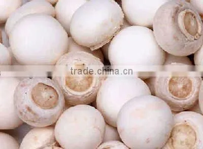 IFS Approval Canned Whole Mushroom