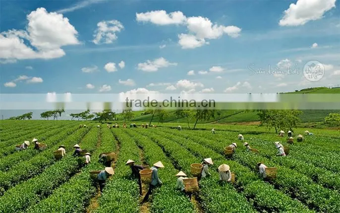 High quality best selling green tea from Vietnam