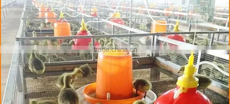 Factory price chicken glasses with good quality