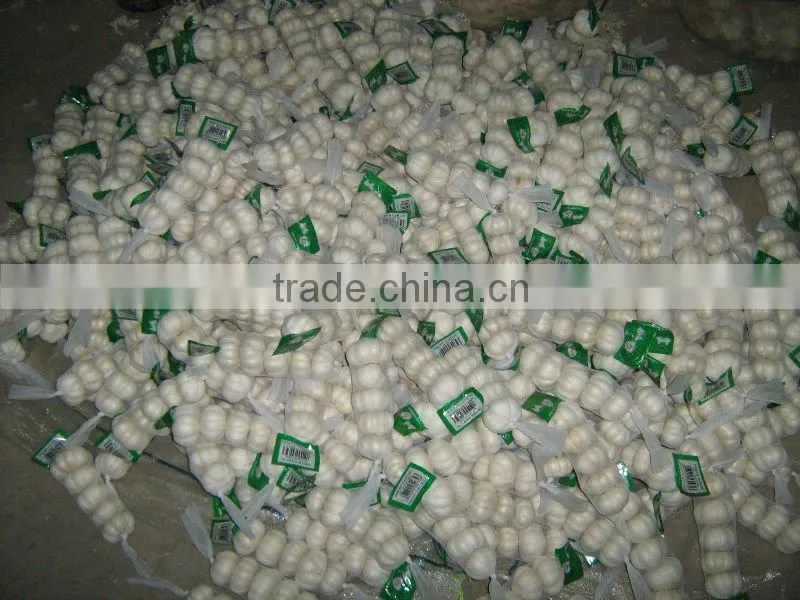 normal white garlic in mesh bags