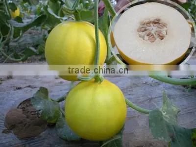 Hybrid Yellow Peel White Flesh Sweet Melon Seeds For Growing-Honoured Guest No.1
