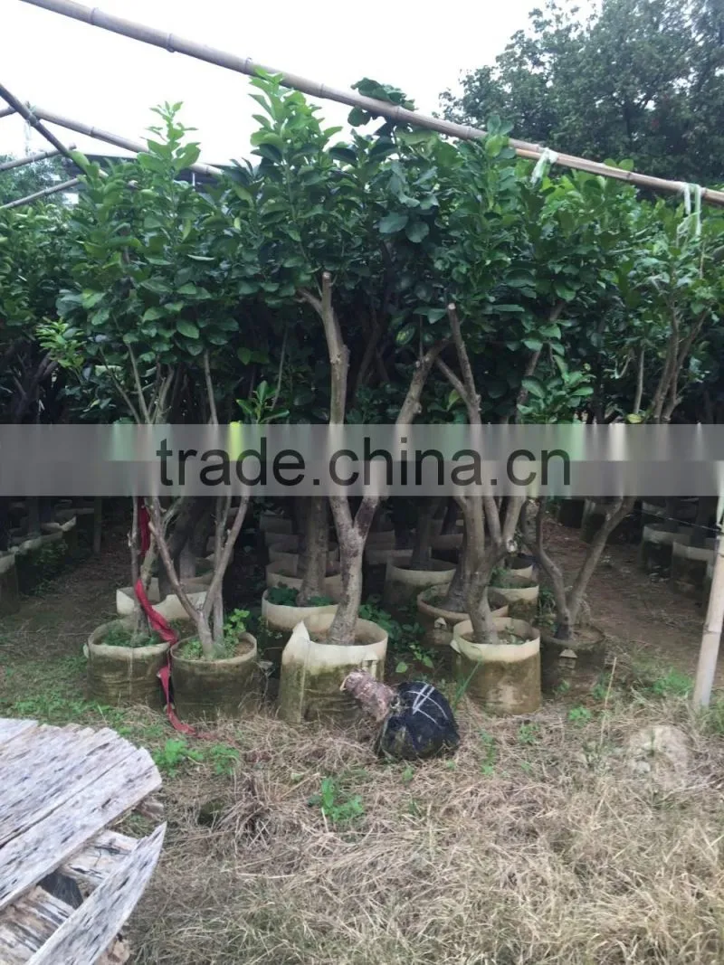 pomelo fruit tree