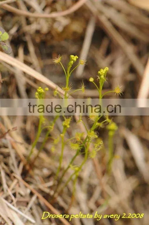 Drosera for medicine