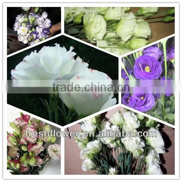 Fresh cut flowers Eustoma