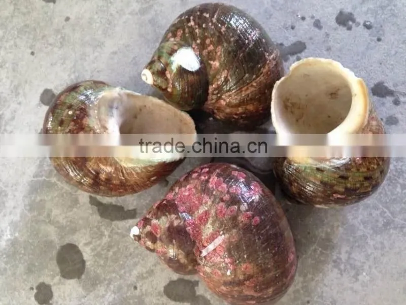 natural curve pattern Turbo Marmoratus shell laminates