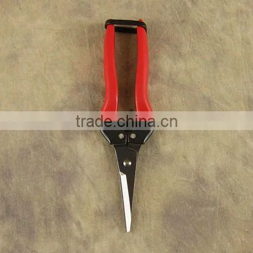 grape scissors