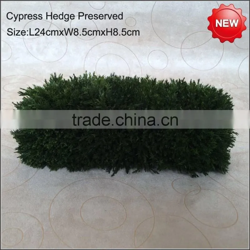 Cypress hedge preserved