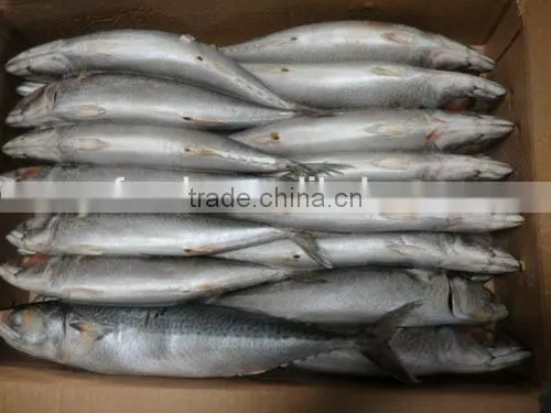 frozen mackerel